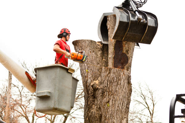 Best Hazardous Tree Removal  in Rochester, NH